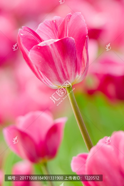 花園