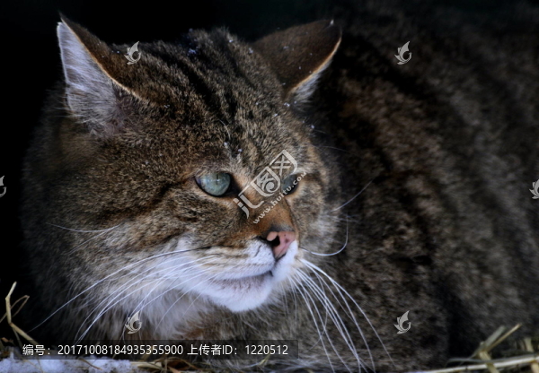 野貓