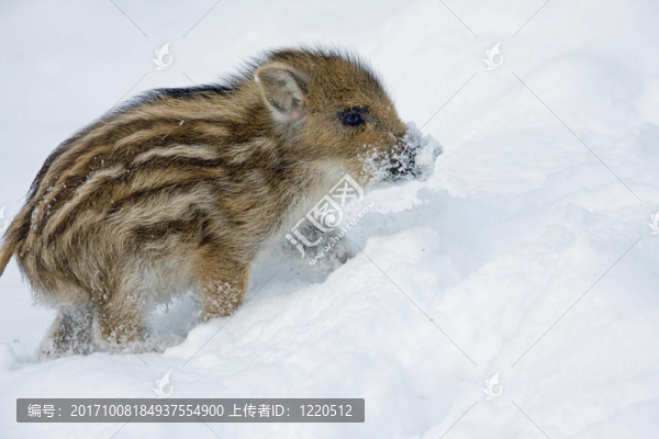 野豬在雪