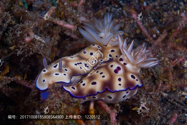 Chromodoris