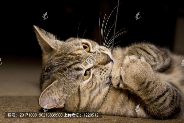 游戲