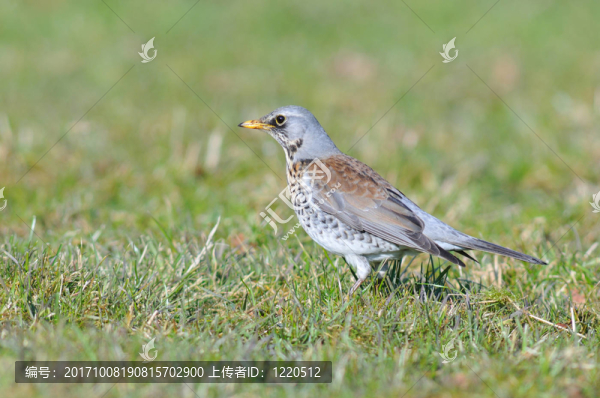 鳥-匯圖網(wǎng) www.fosd68.com 鳥