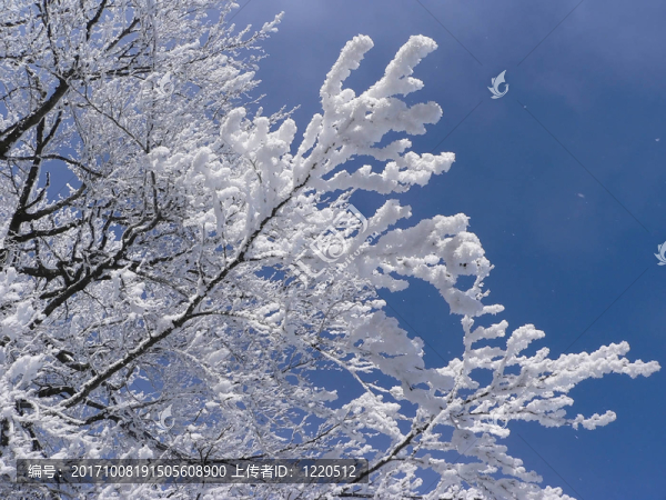 雪的樹枝
