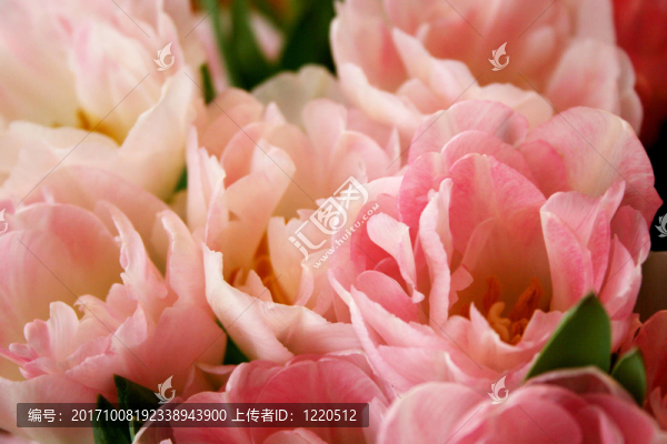 開(kāi)花