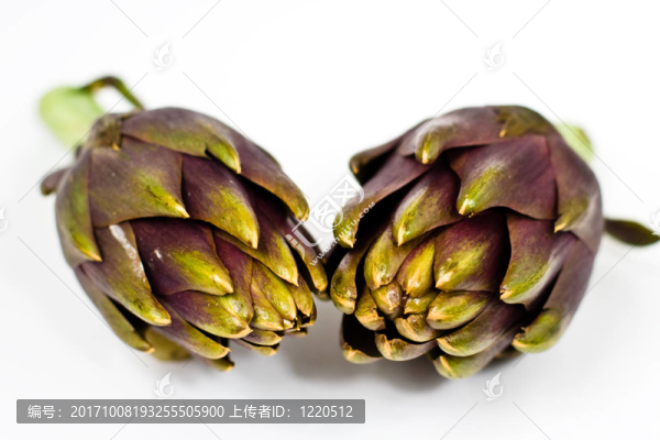 朝鮮薊