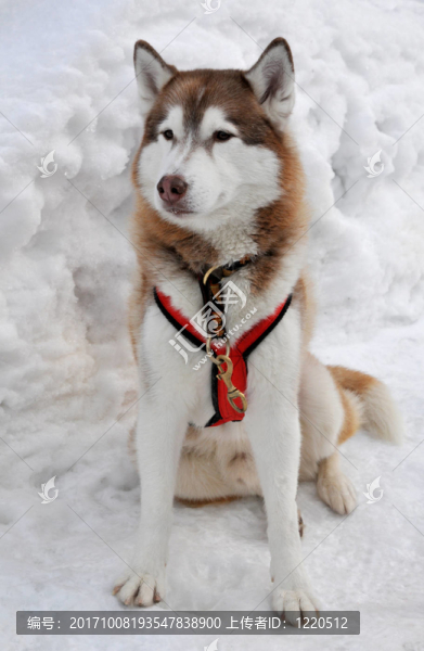 狗