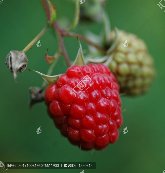 成熟