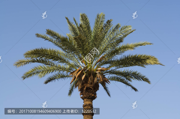 埃及老棕櫚樹(shù)