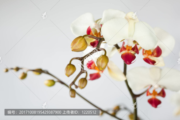 年輕的蘭花