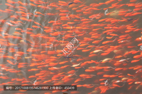 金魚
