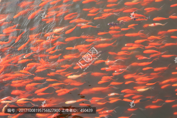 金魚