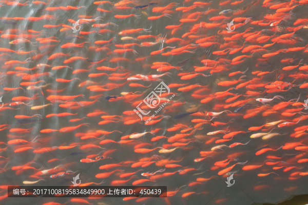 金魚