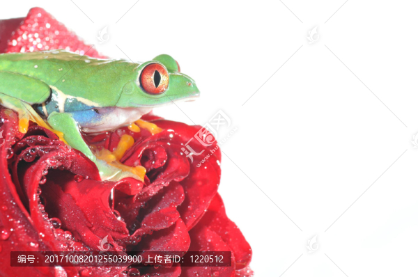 美麗的