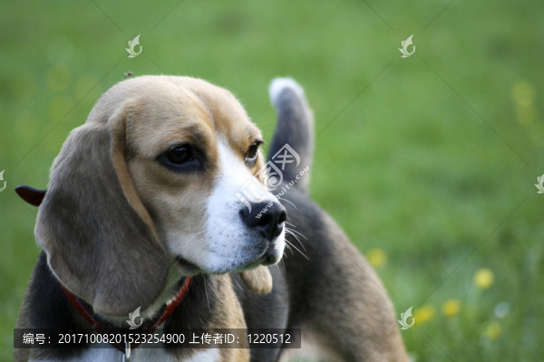 比格犬