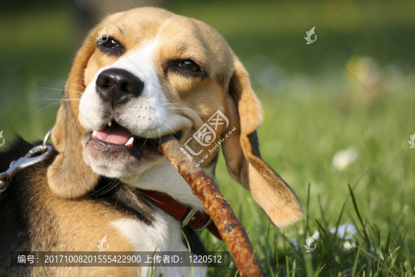 比格犬