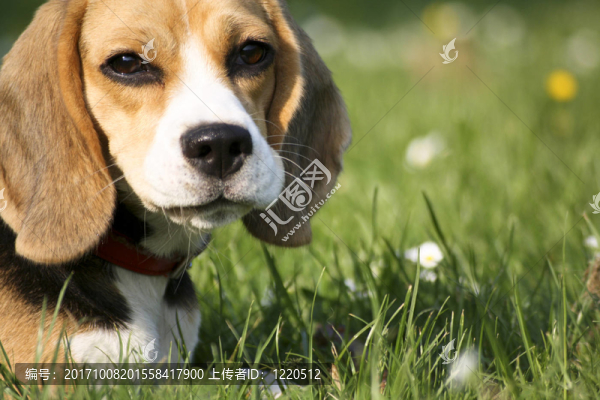 比格犬