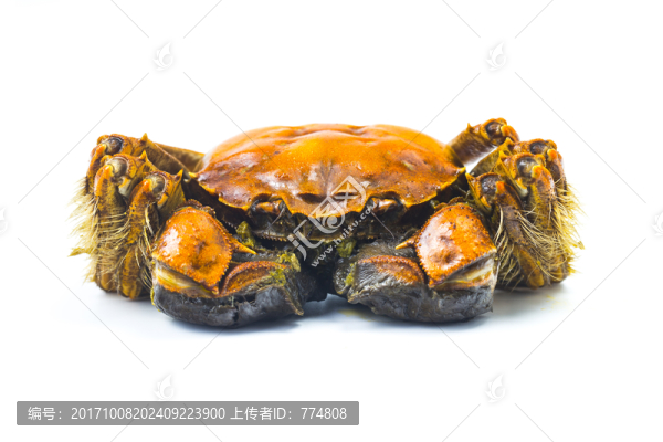 大閘蟹