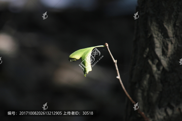 陽(yáng)光照在銀杏葉上