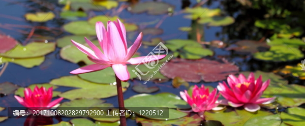 美麗的