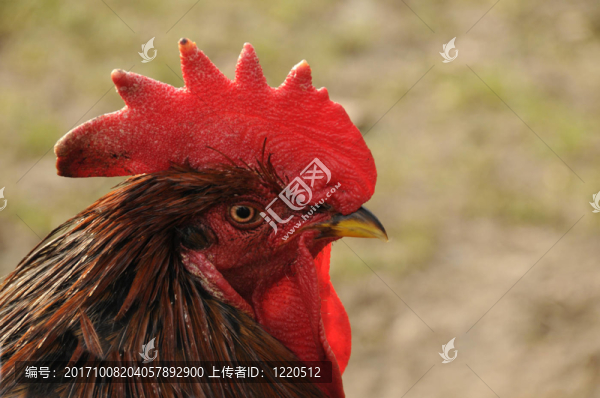 肖像