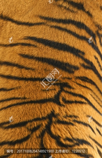 老虎圖案