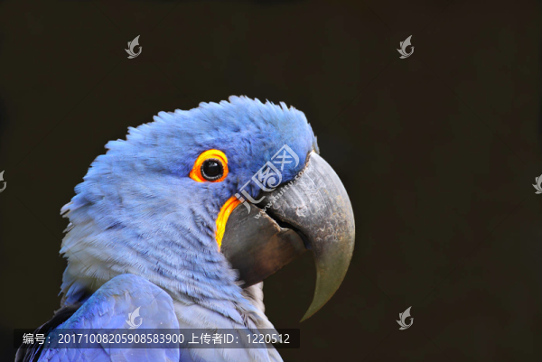 藍(lán)鳥(niǎo)