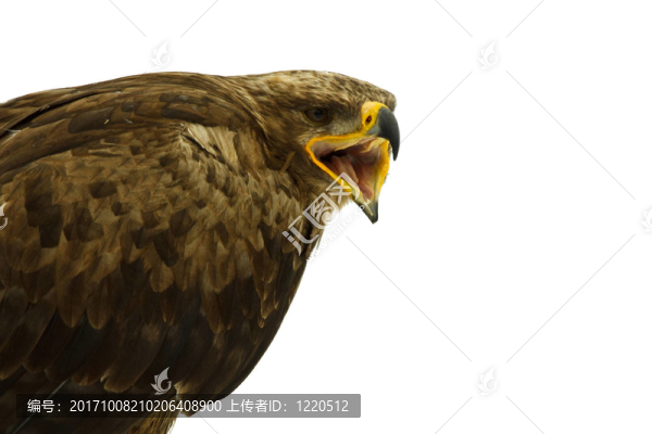 草原鷹雕雕