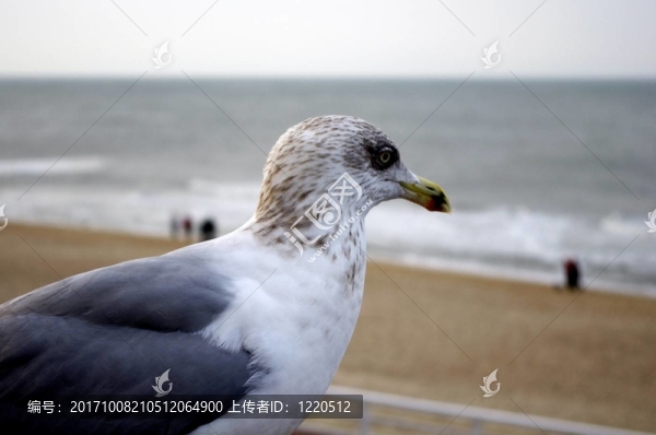 鳥
