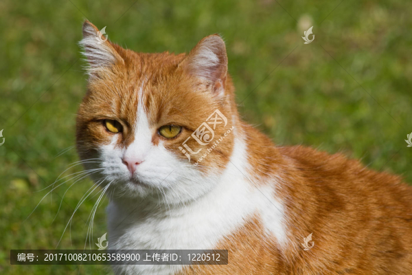 動物