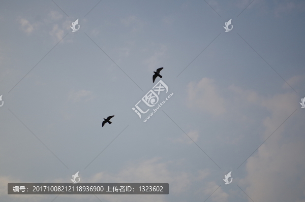 飛鳥