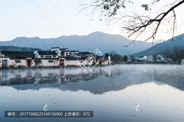 清晨的前胡