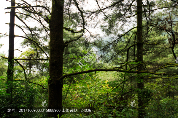 云南松,樹干