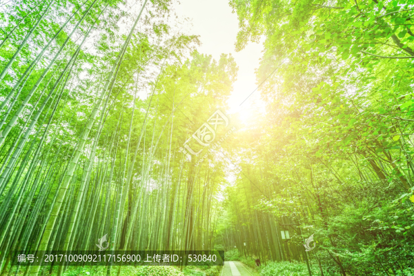 竹子竹林竹葉