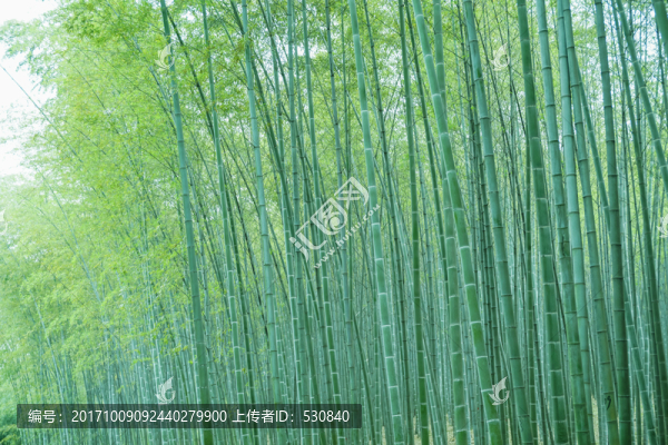 竹林竹子竹葉