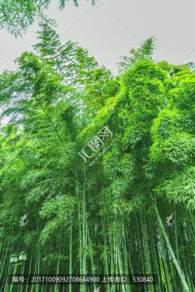 竹林竹子竹葉