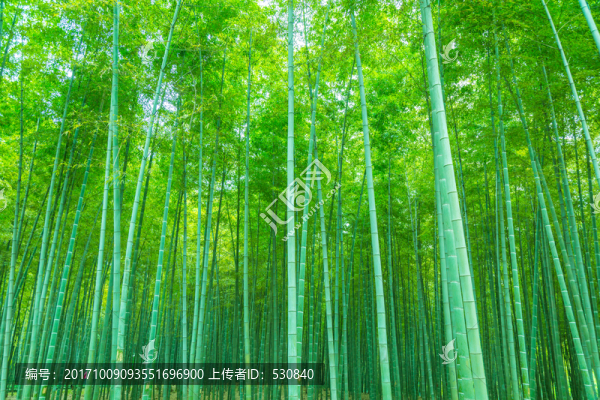 竹林竹子竹葉