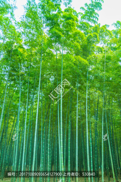 竹林竹子竹葉