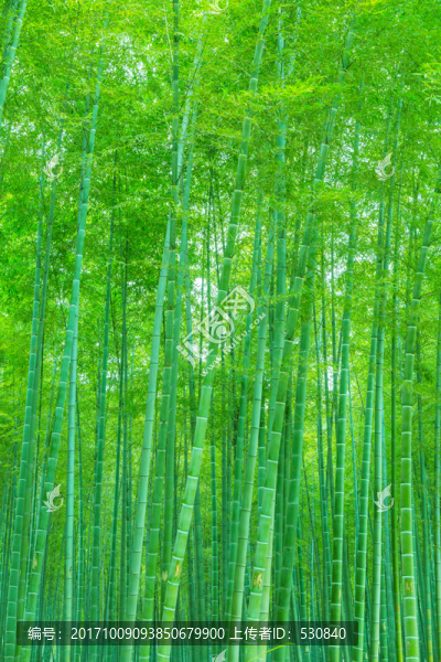 竹林竹子竹葉