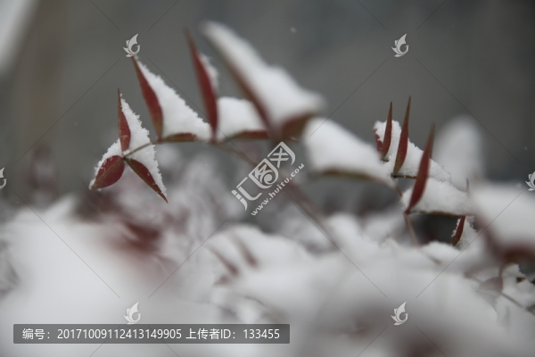紅葉積雪