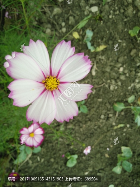花卉