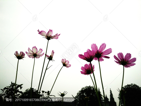 花卉
