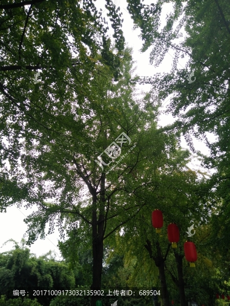 樹木