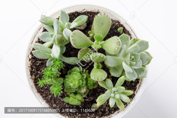 多肉植物