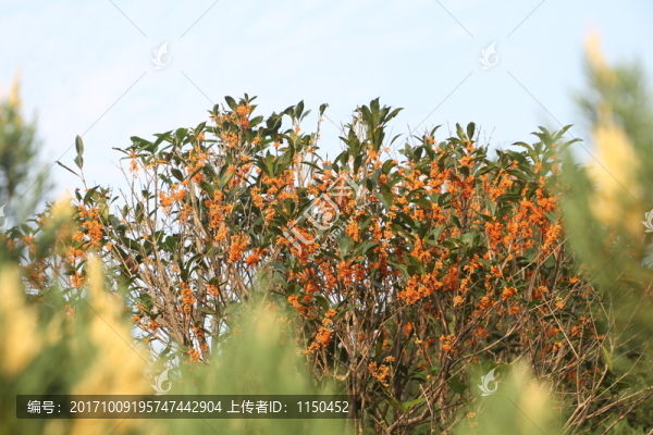 桂花飄香,（2）