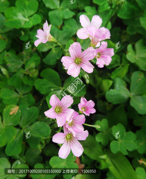 酸漿草花