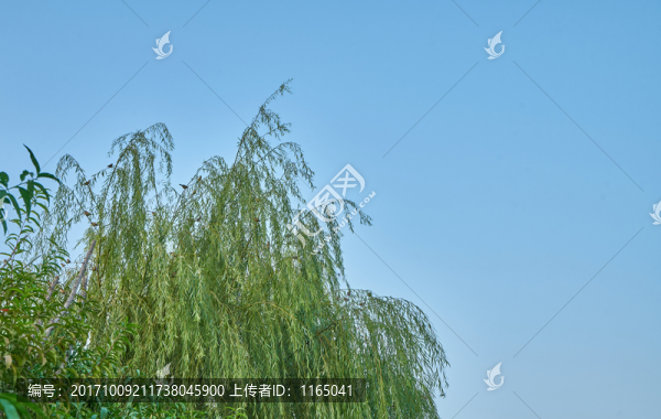 柳樹上的麻雀
