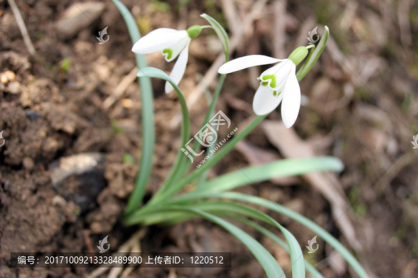 FRühlingsblumen1