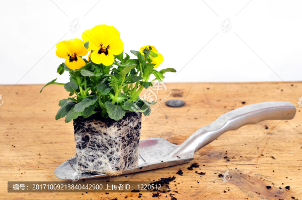 花園
