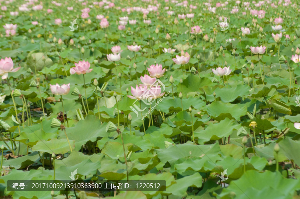 蓮花場(chǎng)