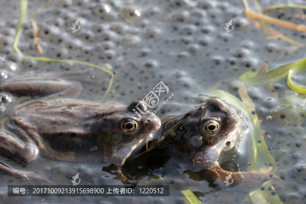 frosch4